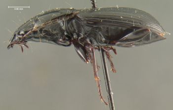 Media type: image;   Entomology 22984 Aspect: habitus lateral view